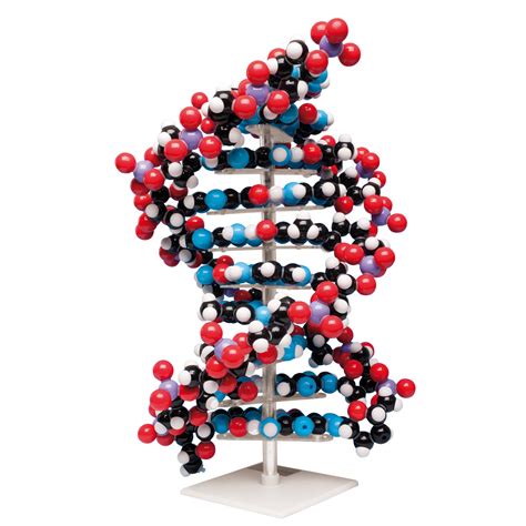 DNA Models